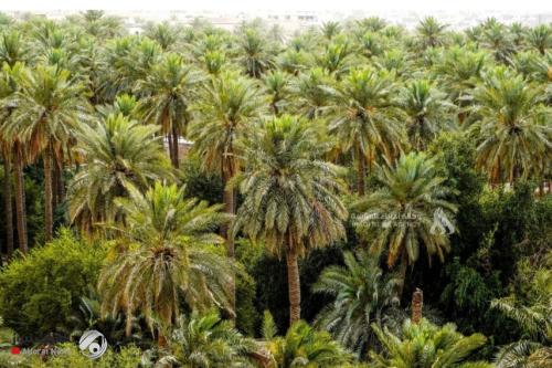 البيئة تؤكد المضي بمشروع الحزام الأخضر للحد من التصحر