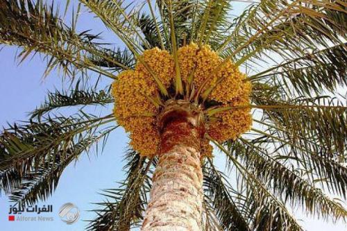 الزراعة للفرات نيوز: اندفاع من الفلاحين على زراعة النخيل لأرباحه الكبيرة