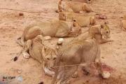 إجلاء 23 أسدا من السودان.. والوجهة دولتان إحداهما عربية
