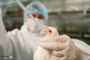 "الصحة العالمية" تسجل أول إصابة ووفاة بـ"H5N2"