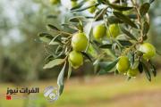 غازي عنتاب تهدي بغداد 5000 شجرة زيتون
