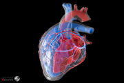 دراسة: القلب يملك "دماغا صغيرا" خاصا به