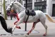 إصابة 4 أشخاص بسبب الخيول الطليقة في لندن