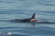 السلطات المصرية تكشف حقيقة الحوت قاتل بالساحل الشمالي
