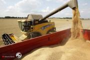 التجارة: كميات الحنطة المسوقة وصلت لاكثر من 27 الف طن