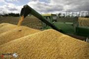 التجارة تعلن استئناف استلام محصول الحنطة بعد انتهاء موجة الأمطار