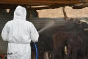 إقليم كردستان يسجل إصابة جديدة بالحمى النزفية