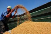 الزراعة: نقترب من حصاد 7 ملايين طن من الحنطة وتعويض الفلاحين من السيول