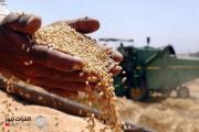 التجارة تعلن إستلام 450 الف طن من الحنطة حتى الان