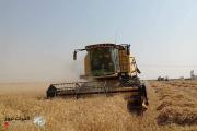 الزراعة: الأمطار الهاطلة لم تؤثر على حصاد الحنطة