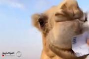 بالفيديو.. القبض على سعودي قدم 500 ريال عيدية لناقته وأكلتها