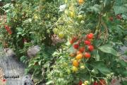 الزراعة تعلن نجاح انتاج الطماطم الكرزية وتمتاز بـ{الوفرة والطعم المميز}