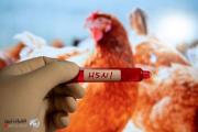 الولايات المتحدة تعلن عن اكتشاف الحالة البشرية الثانية لإنفلونزا الطيور