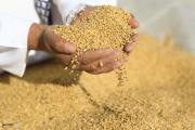 الزراعة تعلن موعد نهاية موسم تسويق الحنطة والكميات المتوقعة