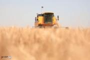 التجارة تعلن كميات الحنطة المسوقة منذ بدء موسم الحصاد