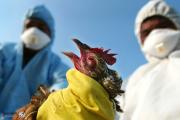 إنفلونزا الطيور يطل بـ"ظهور جديد".. ومخاوف من إنتقاله للبشر