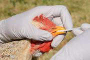 سلالات جديدة من إنفلونزا الطيور تثير قلقا عالميا
