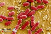 تقتل في يومين.. بكتيريا "آكلة للحوم" تنتشر في اليابان