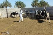 ذي قار.. ارتفاع اصابات الحمى النزفية الى 20