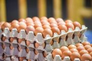الزراعة توضح سبب رفع الرسوم الكمركية على البيض المستورد