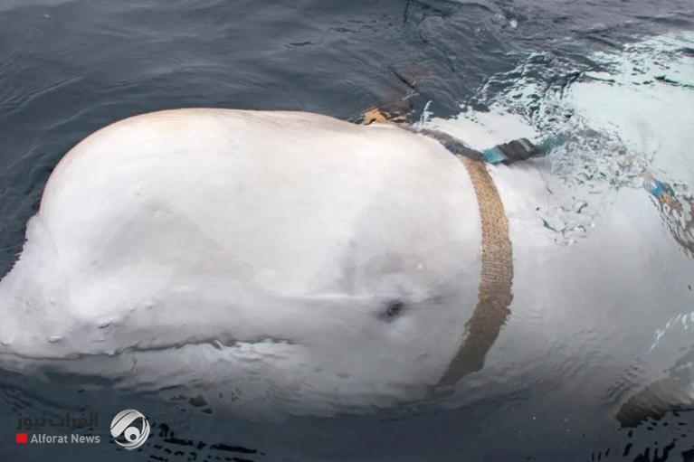 135 164303 spy whale beluga sweden norway 3